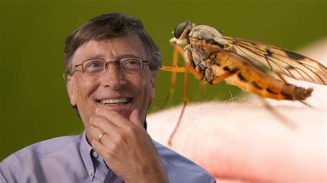 bill gates mosquito ted talk